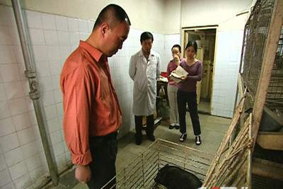 张建光准备给野猪点穴